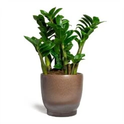 Zamioculcas Zamiifolia Zenzi - Zenzi ZZ Plant -Plants Sale Store Zamioculcas zamiifolia Zenzi Zenzi ZZ Plant Linn Plant Pot Mink 17x17cm