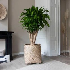 Zayn Bamboo Planter 32 Zayn Bamboo Planter -Plants Sale Store Zayn Bamboo Planter Dracaena fragrans Massangeana Houseplant