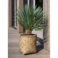 Zayn Bamboo Planter 27 Zayn Bamboo Planter -Plants Sale Store Zayn Bamboo Planter Outdoor