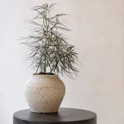 Zeus Mediterranean Planter - Chalk White -Plants Sale Store Zeus Mediterranean Planter Chalk White Lifestyle 2