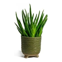 Aloe Vera Clumb -Plants Sale Store aloe vera clumb bekka Plant Pot mint
