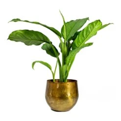 Aglaonema B.J. Freedman - Chinese Evergreen -Plants Sale Store ayka old camel Aglaonema B.J. Freedman Chinese Evergreen 562c9b3a 866d 45b0 988b c0144e179074