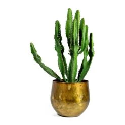 Euphorbia Triangularis -Plants Sale Store ayka old camel Euphorbia triangularis