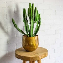 Euphorbia Triangularis -Plants Sale Store ayka old camel set of 4 Euphorbia triangularis b0adb2fa 01d8 486c 8cfa 552e353d03dc