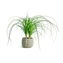 Beaucarnea - Pony Tail Palm - Head -Plants Sale Store beaucarnea pony tail palm head head plant pot