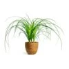 Beaucarnea - Pony Tail Palm - Head -Plants Sale Store beaucarnea pony tail palm head karlijn camel plant pot d95d9c55 7800 4e17 9bff 2f29531c82b5