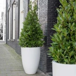 Ben Essentials Planter - Matt White 17 Ben Essentials Planter - Matt White -Plants Sale Store ben planter essential matte white bay trees