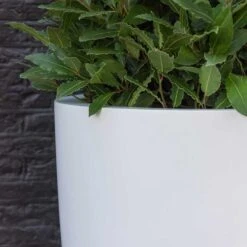 Ben Essentials Planter - Matt White 16 Ben Essentials Planter - Matt White -Plants Sale Store ben planter essential matte white close up