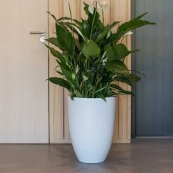 Ben Essentials Planter - Matt White 14 Ben Essentials Planter - Matt White -Plants Sale Store ben planter essential matte white peace lilly