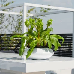 Tara Essentials Bowl Planter - Matt White -Plants Sale Store essential glossy tara 1