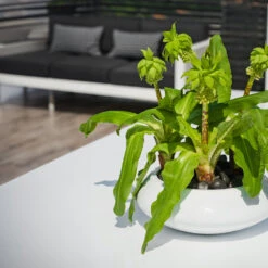 Tara Essentials Bowl Planter - Matt White -Plants Sale Store essential glossy tara 2