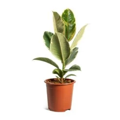 Ficus Elastica Tineke - Variegated Rubber Plant -Plants Sale Store ficus elastica tineke plant 17cm