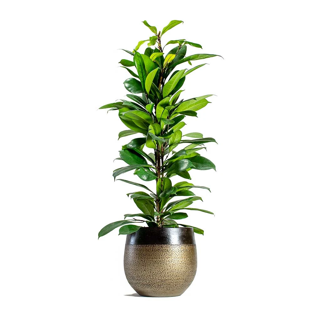 Mya Plant Pot - Deep Champagne 9 Mya Plant Pot - Deep Champagne - Image 7
