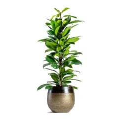 Ficus Cyathistipula - African Fig -Plants Sale Store mya deep champagne plant pot Ficus cyathistipula African Fig 6734eb21 2b4c 4074 86b7 66f17006147e