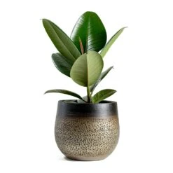 Mya Plant Pot - Deep Champagne 26 Mya Plant Pot - Deep Champagne -Plants Sale Store mya deep champagne plant pot Ficus elastica Robusta Rubber Plant