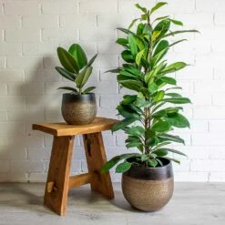 Mya Plant Pot - Deep Champagne 19 Mya Plant Pot - Deep Champagne -Plants Sale Store mya deep champagne plant pot Ficus elastica Robusta african fig