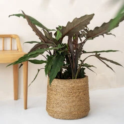 Patt Plant Pot - Straw Grass -Plants Sale Store pottery pots Patt straw 2