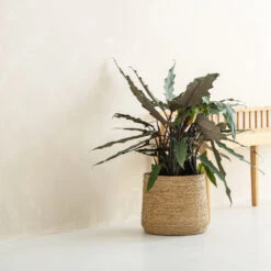 Patt Plant Pot - Straw Grass -Plants Sale Store pottery pots Patt straw 3