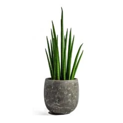 Sansevieria Bacularis Mikado - Snake Plant 14 Sansevieria Bacularis Mikado - Snake Plant -Plants Sale Store sansevieria bacularis mikado amber earth plant pot 9fc449de c2ad 4deb 9d7b 4755551167a0