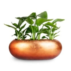 Metallic Boat Planter - Matt Copper -Plants Sale Store strelitzia combo Metallic Boat Planter Matt Copper 56x23x20cm