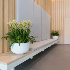 Sunny Essentials Bowl Planter - Matt White -Plants Sale Store sunny bowl planters essential matte white office reception plants