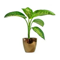 Dieffenbachia Seguine Tropic Snow - Dumb Cane -Plants Sale Store sven gold Dieffenbachia seguine Tropic Snow Dumb Cane d393cd03 c50a 4310 a048 645086675956