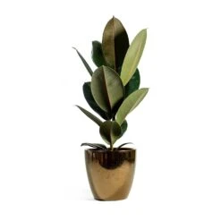 Ficus Elastica Abidjan - Burgundy Rubber Plant -Plants Sale Store sven gold Ficus elastica Abidjan Rubber Plant eeefde7c a0a4 4859 a9bc ef58892ffc95